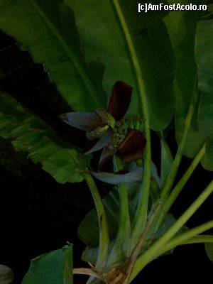 [P04] rasfatul ultimei seri-este floare si fruct de banana exact linga masa unde am servit... super cina!  » foto by mihaiela
 - 
<span class="allrVoted glyphicon glyphicon-heart hidden" id="av543956"></span>
<a class="m-l-10 hidden" id="sv543956" onclick="voting_Foto_DelVot(,543956,4160)" role="button">șterge vot <span class="glyphicon glyphicon-remove"></span></a>
<a id="v9543956" class=" c-red"  onclick="voting_Foto_SetVot(543956)" role="button"><span class="glyphicon glyphicon-heart-empty"></span> <b>LIKE</b> = Votează poza</a> <img class="hidden"  id="f543956W9" src="/imagini/loader.gif" border="0" /><span class="AjErrMes hidden" id="e543956ErM"></span>