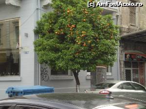 [P19] Stradă în Salonic cu portocali.  » foto by Mihai18
 - 
<span class="allrVoted glyphicon glyphicon-heart hidden" id="av650643"></span>
<a class="m-l-10 hidden" id="sv650643" onclick="voting_Foto_DelVot(,650643,4165)" role="button">șterge vot <span class="glyphicon glyphicon-remove"></span></a>
<a id="v9650643" class=" c-red"  onclick="voting_Foto_SetVot(650643)" role="button"><span class="glyphicon glyphicon-heart-empty"></span> <b>LIKE</b> = Votează poza</a> <img class="hidden"  id="f650643W9" src="/imagini/loader.gif" border="0" /><span class="AjErrMes hidden" id="e650643ErM"></span>