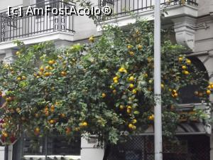 [P25] În Salonic pe străzi, portocalii erau plini de fructe » foto by irinad
 - 
<span class="allrVoted glyphicon glyphicon-heart hidden" id="av816350"></span>
<a class="m-l-10 hidden" id="sv816350" onclick="voting_Foto_DelVot(,816350,4165)" role="button">șterge vot <span class="glyphicon glyphicon-remove"></span></a>
<a id="v9816350" class=" c-red"  onclick="voting_Foto_SetVot(816350)" role="button"><span class="glyphicon glyphicon-heart-empty"></span> <b>LIKE</b> = Votează poza</a> <img class="hidden"  id="f816350W9" src="/imagini/loader.gif" border="0" /><span class="AjErrMes hidden" id="e816350ErM"></span>