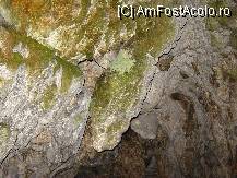 [P13x] Formatiuni calcaroase din Pestera Dambovicioara » foto by KFZ
 - 
<span class="allrVoted glyphicon glyphicon-heart hidden" id="av37289"></span>
<a class="m-l-10 hidden" id="sv37289" onclick="voting_Foto_DelVot(,37289,4190)" role="button">șterge vot <span class="glyphicon glyphicon-remove"></span></a>
<a id="v937289" class=" c-red"  onclick="voting_Foto_SetVot(37289)" role="button"><span class="glyphicon glyphicon-heart-empty"></span> <b>LIKE</b> = Votează poza</a> <img class="hidden"  id="f37289W9" src="/imagini/loader.gif" border="0" /><span class="AjErrMes hidden" id="e37289ErM"></span>