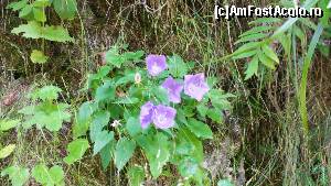 [P32] Flori în Cheile Brusturet » foto by costy69*
 - 
<span class="allrVoted glyphicon glyphicon-heart hidden" id="av655632"></span>
<a class="m-l-10 hidden" id="sv655632" onclick="voting_Foto_DelVot(,655632,4190)" role="button">șterge vot <span class="glyphicon glyphicon-remove"></span></a>
<a id="v9655632" class=" c-red"  onclick="voting_Foto_SetVot(655632)" role="button"><span class="glyphicon glyphicon-heart-empty"></span> <b>LIKE</b> = Votează poza</a> <img class="hidden"  id="f655632W9" src="/imagini/loader.gif" border="0" /><span class="AjErrMes hidden" id="e655632ErM"></span>