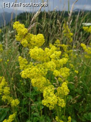 [P14] Alte flori. » foto by tata123 🔱
 - 
<span class="allrVoted glyphicon glyphicon-heart hidden" id="av1313570"></span>
<a class="m-l-10 hidden" id="sv1313570" onclick="voting_Foto_DelVot(,1313570,4190)" role="button">șterge vot <span class="glyphicon glyphicon-remove"></span></a>
<a id="v91313570" class=" c-red"  onclick="voting_Foto_SetVot(1313570)" role="button"><span class="glyphicon glyphicon-heart-empty"></span> <b>LIKE</b> = Votează poza</a> <img class="hidden"  id="f1313570W9" src="/imagini/loader.gif" border="0" /><span class="AjErrMes hidden" id="e1313570ErM"></span>