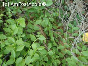 [P37] Cineva ne spiona dintre plante. Oare cine-o fi?  » foto by Floryn81
 - 
<span class="allrVoted glyphicon glyphicon-heart hidden" id="av800027"></span>
<a class="m-l-10 hidden" id="sv800027" onclick="voting_Foto_DelVot(,800027,4197)" role="button">șterge vot <span class="glyphicon glyphicon-remove"></span></a>
<a id="v9800027" class=" c-red"  onclick="voting_Foto_SetVot(800027)" role="button"><span class="glyphicon glyphicon-heart-empty"></span> <b>LIKE</b> = Votează poza</a> <img class="hidden"  id="f800027W9" src="/imagini/loader.gif" border="0" /><span class="AjErrMes hidden" id="e800027ErM"></span>