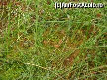 [P10] Lacul Sf. Ana - Mlastina cu muschi, Tinovul Mohos - alte plante, cea rosie este cea carnivora, 'roua cerului' » foto by biancuta
 - 
<span class="allrVoted glyphicon glyphicon-heart hidden" id="av227153"></span>
<a class="m-l-10 hidden" id="sv227153" onclick="voting_Foto_DelVot(,227153,4197)" role="button">șterge vot <span class="glyphicon glyphicon-remove"></span></a>
<a id="v9227153" class=" c-red"  onclick="voting_Foto_SetVot(227153)" role="button"><span class="glyphicon glyphicon-heart-empty"></span> <b>LIKE</b> = Votează poza</a> <img class="hidden"  id="f227153W9" src="/imagini/loader.gif" border="0" /><span class="AjErrMes hidden" id="e227153ErM"></span>