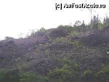 [P23] Asa arata peisajul inainte de a ajunge la Lacul Sf. Ana » foto by biancuta
 - 
<span class="allrVoted glyphicon glyphicon-heart hidden" id="av78665"></span>
<a class="m-l-10 hidden" id="sv78665" onclick="voting_Foto_DelVot(,78665,4197)" role="button">șterge vot <span class="glyphicon glyphicon-remove"></span></a>
<a id="v978665" class=" c-red"  onclick="voting_Foto_SetVot(78665)" role="button"><span class="glyphicon glyphicon-heart-empty"></span> <b>LIKE</b> = Votează poza</a> <img class="hidden"  id="f78665W9" src="/imagini/loader.gif" border="0" /><span class="AjErrMes hidden" id="e78665ErM"></span>