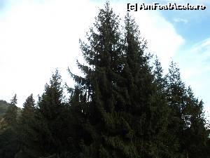 [P28] Brazi falnici fac in ciuda rudelor sarace din Tinov » foto by vega06
 - 
<span class="allrVoted glyphicon glyphicon-heart hidden" id="av568596"></span>
<a class="m-l-10 hidden" id="sv568596" onclick="voting_Foto_DelVot(,568596,4197)" role="button">șterge vot <span class="glyphicon glyphicon-remove"></span></a>
<a id="v9568596" class=" c-red"  onclick="voting_Foto_SetVot(568596)" role="button"><span class="glyphicon glyphicon-heart-empty"></span> <b>LIKE</b> = Votează poza</a> <img class="hidden"  id="f568596W9" src="/imagini/loader.gif" border="0" /><span class="AjErrMes hidden" id="e568596ErM"></span>