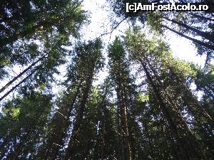 [P17] O zi de plajã la lacul Sfânta Ana. Neaparat sa inconjurati lacul daca veti ajunge pe aici. Priviti cum arata padurea... Aici suntem cam vis-à-vis de debarcader.  » foto by vega06
 - 
<span class="allrVoted glyphicon glyphicon-heart hidden" id="av698421"></span>
<a class="m-l-10 hidden" id="sv698421" onclick="voting_Foto_DelVot(,698421,4197)" role="button">șterge vot <span class="glyphicon glyphicon-remove"></span></a>
<a id="v9698421" class=" c-red"  onclick="voting_Foto_SetVot(698421)" role="button"><span class="glyphicon glyphicon-heart-empty"></span> <b>LIKE</b> = Votează poza</a> <img class="hidden"  id="f698421W9" src="/imagini/loader.gif" border="0" /><span class="AjErrMes hidden" id="e698421ErM"></span>