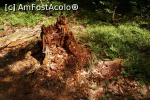 [P28] A fost odată un falnic copac - urmele trecerii vremii.  » foto by Utube
 - 
<span class="allrVoted glyphicon glyphicon-heart hidden" id="av778416"></span>
<a class="m-l-10 hidden" id="sv778416" onclick="voting_Foto_DelVot(,778416,4197)" role="button">șterge vot <span class="glyphicon glyphicon-remove"></span></a>
<a id="v9778416" class=" c-red"  onclick="voting_Foto_SetVot(778416)" role="button"><span class="glyphicon glyphicon-heart-empty"></span> <b>LIKE</b> = Votează poza</a> <img class="hidden"  id="f778416W9" src="/imagini/loader.gif" border="0" /><span class="AjErrMes hidden" id="e778416ErM"></span>
