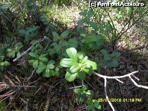 [P41] tufe de afine » foto by adryana
 - 
<span class="allrVoted glyphicon glyphicon-heart hidden" id="av612669"></span>
<a class="m-l-10 hidden" id="sv612669" onclick="voting_Foto_DelVot(,612669,4197)" role="button">șterge vot <span class="glyphicon glyphicon-remove"></span></a>
<a id="v9612669" class=" c-red"  onclick="voting_Foto_SetVot(612669)" role="button"><span class="glyphicon glyphicon-heart-empty"></span> <b>LIKE</b> = Votează poza</a> <img class="hidden"  id="f612669W9" src="/imagini/loader.gif" border="0" /><span class="AjErrMes hidden" id="e612669ErM"></span>
