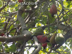 [P15] Fructul de caju din care se extrage samburele » foto by monaserban
 - 
<span class="allrVoted glyphicon glyphicon-heart hidden" id="av822031"></span>
<a class="m-l-10 hidden" id="sv822031" onclick="voting_Foto_DelVot(,822031,4203)" role="button">șterge vot <span class="glyphicon glyphicon-remove"></span></a>
<a id="v9822031" class=" c-red"  onclick="voting_Foto_SetVot(822031)" role="button"><span class="glyphicon glyphicon-heart-empty"></span> <b>LIKE</b> = Votează poza</a> <img class="hidden"  id="f822031W9" src="/imagini/loader.gif" border="0" /><span class="AjErrMes hidden" id="e822031ErM"></span>