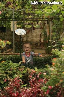 [P07] Butterfly Farm Phuket » foto by mariarosa
 - 
<span class="allrVoted glyphicon glyphicon-heart hidden" id="av302215"></span>
<a class="m-l-10 hidden" id="sv302215" onclick="voting_Foto_DelVot(,302215,4203)" role="button">șterge vot <span class="glyphicon glyphicon-remove"></span></a>
<a id="v9302215" class=" c-red"  onclick="voting_Foto_SetVot(302215)" role="button"><span class="glyphicon glyphicon-heart-empty"></span> <b>LIKE</b> = Votează poza</a> <img class="hidden"  id="f302215W9" src="/imagini/loader.gif" border="0" /><span class="AjErrMes hidden" id="e302215ErM"></span>