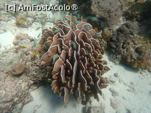 [P05] Scubaaaa » foto by adina.blondutza
 - 
<span class="allrVoted glyphicon glyphicon-heart hidden" id="av1409361"></span>
<a class="m-l-10 hidden" id="sv1409361" onclick="voting_Foto_DelVot(,1409361,4203)" role="button">șterge vot <span class="glyphicon glyphicon-remove"></span></a>
<a id="v91409361" class=" c-red"  onclick="voting_Foto_SetVot(1409361)" role="button"><span class="glyphicon glyphicon-heart-empty"></span> <b>LIKE</b> = Votează poza</a> <img class="hidden"  id="f1409361W9" src="/imagini/loader.gif" border="0" /><span class="AjErrMes hidden" id="e1409361ErM"></span>