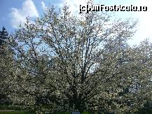 [P80] Manastirea Curtea de Arges - magnoliu » foto by magdalena
 - 
<span class="allrVoted glyphicon glyphicon-heart hidden" id="av66271"></span>
<a class="m-l-10 hidden" id="sv66271" onclick="voting_Foto_DelVot(,66271,4208)" role="button">șterge vot <span class="glyphicon glyphicon-remove"></span></a>
<a id="v966271" class=" c-red"  onclick="voting_Foto_SetVot(66271)" role="button"><span class="glyphicon glyphicon-heart-empty"></span> <b>LIKE</b> = Votează poza</a> <img class="hidden"  id="f66271W9" src="/imagini/loader.gif" border="0" /><span class="AjErrMes hidden" id="e66271ErM"></span>