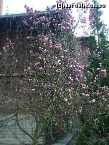 [P90] Magnoliul din dreapta intrarii in Capela Paraclis a Manastirii Curtea de Arges » foto by magdalena
 - 
<span class="allrVoted glyphicon glyphicon-heart hidden" id="av66284"></span>
<a class="m-l-10 hidden" id="sv66284" onclick="voting_Foto_DelVot(,66284,4208)" role="button">șterge vot <span class="glyphicon glyphicon-remove"></span></a>
<a id="v966284" class=" c-red"  onclick="voting_Foto_SetVot(66284)" role="button"><span class="glyphicon glyphicon-heart-empty"></span> <b>LIKE</b> = Votează poza</a> <img class="hidden"  id="f66284W9" src="/imagini/loader.gif" border="0" /><span class="AjErrMes hidden" id="e66284ErM"></span>