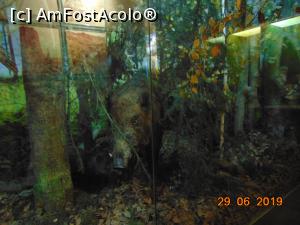[P20] un mistret fioros » foto by Yolanda
 - 
<span class="allrVoted glyphicon glyphicon-heart hidden" id="av1085112"></span>
<a class="m-l-10 hidden" id="sv1085112" onclick="voting_Foto_DelVot(,1085112,4219)" role="button">șterge vot <span class="glyphicon glyphicon-remove"></span></a>
<a id="v91085112" class=" c-red"  onclick="voting_Foto_SetVot(1085112)" role="button"><span class="glyphicon glyphicon-heart-empty"></span> <b>LIKE</b> = Votează poza</a> <img class="hidden"  id="f1085112W9" src="/imagini/loader.gif" border="0" /><span class="AjErrMes hidden" id="e1085112ErM"></span>