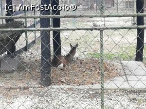 [P01] Zoo Pitesti » foto by ⭐ValentinB_88⭐
 - 
<span class="allrVoted glyphicon glyphicon-heart hidden" id="av1217299"></span>
<a class="m-l-10 hidden" id="sv1217299" onclick="voting_Foto_DelVot(,1217299,4219)" role="button">șterge vot <span class="glyphicon glyphicon-remove"></span></a>
<a id="v91217299" class=" c-red"  onclick="voting_Foto_SetVot(1217299)" role="button"><span class="glyphicon glyphicon-heart-empty"></span> <b>LIKE</b> = Votează poza</a> <img class="hidden"  id="f1217299W9" src="/imagini/loader.gif" border="0" /><span class="AjErrMes hidden" id="e1217299ErM"></span>