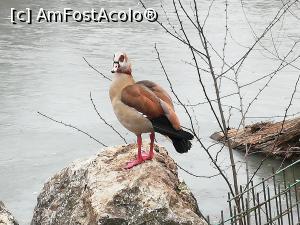 [P10] Zoo Pitesti » foto by ⭐ValentinB_88⭐
 - 
<span class="allrVoted glyphicon glyphicon-heart hidden" id="av1217308"></span>
<a class="m-l-10 hidden" id="sv1217308" onclick="voting_Foto_DelVot(,1217308,4219)" role="button">șterge vot <span class="glyphicon glyphicon-remove"></span></a>
<a id="v91217308" class=" c-red"  onclick="voting_Foto_SetVot(1217308)" role="button"><span class="glyphicon glyphicon-heart-empty"></span> <b>LIKE</b> = Votează poza</a> <img class="hidden"  id="f1217308W9" src="/imagini/loader.gif" border="0" /><span class="AjErrMes hidden" id="e1217308ErM"></span>