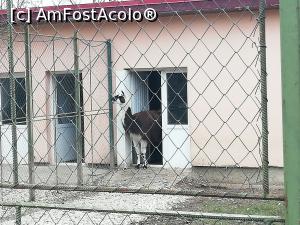 [P02] Zoo Pitesti » foto by ⭐ValentinB_88⭐
 - 
<span class="allrVoted glyphicon glyphicon-heart hidden" id="av1217300"></span>
<a class="m-l-10 hidden" id="sv1217300" onclick="voting_Foto_DelVot(,1217300,4219)" role="button">șterge vot <span class="glyphicon glyphicon-remove"></span></a>
<a id="v91217300" class=" c-red"  onclick="voting_Foto_SetVot(1217300)" role="button"><span class="glyphicon glyphicon-heart-empty"></span> <b>LIKE</b> = Votează poza</a> <img class="hidden"  id="f1217300W9" src="/imagini/loader.gif" border="0" /><span class="AjErrMes hidden" id="e1217300ErM"></span>