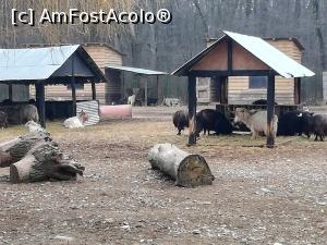 [P07] Zoo Pitesti » foto by ⭐ValentinB_88⭐
 - 
<span class="allrVoted glyphicon glyphicon-heart hidden" id="av1217305"></span>
<a class="m-l-10 hidden" id="sv1217305" onclick="voting_Foto_DelVot(,1217305,4219)" role="button">șterge vot <span class="glyphicon glyphicon-remove"></span></a>
<a id="v91217305" class=" c-red"  onclick="voting_Foto_SetVot(1217305)" role="button"><span class="glyphicon glyphicon-heart-empty"></span> <b>LIKE</b> = Votează poza</a> <img class="hidden"  id="f1217305W9" src="/imagini/loader.gif" border="0" /><span class="AjErrMes hidden" id="e1217305ErM"></span>