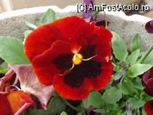 [P162]  -- <small>// FĂRĂ DESCRIERE</small> » foto by cdg_003
 - 
<span class="allrVoted glyphicon glyphicon-heart hidden" id="av55861"></span>
<a class="m-l-10 hidden" id="sv55861" onclick="voting_Foto_DelVot(,55861,4219)" role="button">șterge vot <span class="glyphicon glyphicon-remove"></span></a>
<a id="v955861" class=" c-red"  onclick="voting_Foto_SetVot(55861)" role="button"><span class="glyphicon glyphicon-heart-empty"></span> <b>LIKE</b> = Votează poza</a> <img class="hidden"  id="f55861W9" src="/imagini/loader.gif" border="0" /><span class="AjErrMes hidden" id="e55861ErM"></span>