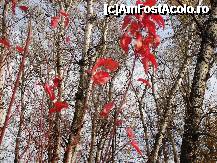 [P17] Parcul Ștrand din Pitești:podoabe de toamnă » foto by mariana.olaru
 - 
<span class="allrVoted glyphicon glyphicon-heart hidden" id="av306828"></span>
<a class="m-l-10 hidden" id="sv306828" onclick="voting_Foto_DelVot(,306828,4219)" role="button">șterge vot <span class="glyphicon glyphicon-remove"></span></a>
<a id="v9306828" class=" c-red"  onclick="voting_Foto_SetVot(306828)" role="button"><span class="glyphicon glyphicon-heart-empty"></span> <b>LIKE</b> = Votează poza</a> <img class="hidden"  id="f306828W9" src="/imagini/loader.gif" border="0" /><span class="AjErrMes hidden" id="e306828ErM"></span>