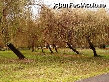 [P19] Parcul Ștrand din Pitești : crângul sălciilor » foto by mariana.olaru
 - 
<span class="allrVoted glyphicon glyphicon-heart hidden" id="av306830"></span>
<a class="m-l-10 hidden" id="sv306830" onclick="voting_Foto_DelVot(,306830,4219)" role="button">șterge vot <span class="glyphicon glyphicon-remove"></span></a>
<a id="v9306830" class=" c-red"  onclick="voting_Foto_SetVot(306830)" role="button"><span class="glyphicon glyphicon-heart-empty"></span> <b>LIKE</b> = Votează poza</a> <img class="hidden"  id="f306830W9" src="/imagini/loader.gif" border="0" /><span class="AjErrMes hidden" id="e306830ErM"></span>