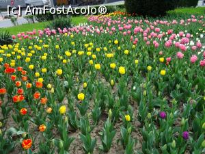 [P18] Simbolul orașului - lalelele (foto din anii anii anteriori). » foto by tata123 🔱
 - 
<span class="allrVoted glyphicon glyphicon-heart hidden" id="av1314874"></span>
<a class="m-l-10 hidden" id="sv1314874" onclick="voting_Foto_DelVot(,1314874,4219)" role="button">șterge vot <span class="glyphicon glyphicon-remove"></span></a>
<a id="v91314874" class=" c-red"  onclick="voting_Foto_SetVot(1314874)" role="button"><span class="glyphicon glyphicon-heart-empty"></span> <b>LIKE</b> = Votează poza</a> <img class="hidden"  id="f1314874W9" src="/imagini/loader.gif" border="0" /><span class="AjErrMes hidden" id="e1314874ErM"></span>