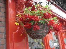 [P16] si celebrele flori » foto by a.sr*
 - 
<span class="allrVoted glyphicon glyphicon-heart hidden" id="av260580"></span>
<a class="m-l-10 hidden" id="sv260580" onclick="voting_Foto_DelVot(,260580,4261)" role="button">șterge vot <span class="glyphicon glyphicon-remove"></span></a>
<a id="v9260580" class=" c-red"  onclick="voting_Foto_SetVot(260580)" role="button"><span class="glyphicon glyphicon-heart-empty"></span> <b>LIKE</b> = Votează poza</a> <img class="hidden"  id="f260580W9" src="/imagini/loader.gif" border="0" /><span class="AjErrMes hidden" id="e260580ErM"></span>
