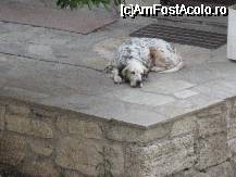 [P10] catelusa patronului - statea legata toata ziua, seara isi scotea singura lantul si se ducea la usa de la aprovizionare, acolo i se dadeau oase » foto by gcorneille*
 - 
<span class="allrVoted glyphicon glyphicon-heart hidden" id="av37209"></span>
<a class="m-l-10 hidden" id="sv37209" onclick="voting_Foto_DelVot(,37209,4275)" role="button">șterge vot <span class="glyphicon glyphicon-remove"></span></a>
<a id="v937209" class=" c-red"  onclick="voting_Foto_SetVot(37209)" role="button"><span class="glyphicon glyphicon-heart-empty"></span> <b>LIKE</b> = Votează poza</a> <img class="hidden"  id="f37209W9" src="/imagini/loader.gif" border="0" /><span class="AjErrMes hidden" id="e37209ErM"></span>