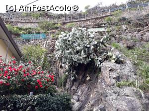 [P26] Manarola - cactuși și dealuri terasate pe care sunt poteci pentru turiști.  » foto by Aurici
 - 
<span class="allrVoted glyphicon glyphicon-heart hidden" id="av967557"></span>
<a class="m-l-10 hidden" id="sv967557" onclick="voting_Foto_DelVot(,967557,4285)" role="button">șterge vot <span class="glyphicon glyphicon-remove"></span></a>
<a id="v9967557" class=" c-red"  onclick="voting_Foto_SetVot(967557)" role="button"><span class="glyphicon glyphicon-heart-empty"></span> <b>LIKE</b> = Votează poza</a> <img class="hidden"  id="f967557W9" src="/imagini/loader.gif" border="0" /><span class="AjErrMes hidden" id="e967557ErM"></span>