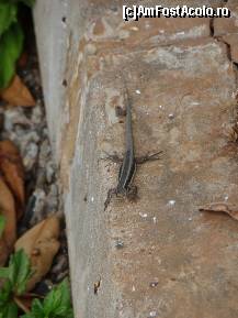 [P03] Fauna insulei... milioane de soparle » foto by DanCld
 - 
<span class="allrVoted glyphicon glyphicon-heart hidden" id="av362128"></span>
<a class="m-l-10 hidden" id="sv362128" onclick="voting_Foto_DelVot(,362128,4289)" role="button">șterge vot <span class="glyphicon glyphicon-remove"></span></a>
<a id="v9362128" class=" c-red"  onclick="voting_Foto_SetVot(362128)" role="button"><span class="glyphicon glyphicon-heart-empty"></span> <b>LIKE</b> = Votează poza</a> <img class="hidden"  id="f362128W9" src="/imagini/loader.gif" border="0" /><span class="AjErrMes hidden" id="e362128ErM"></span>