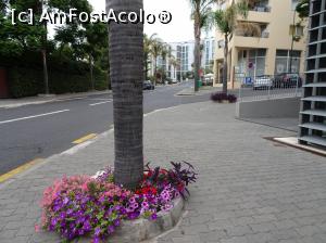 [P20] pe străzile din Funchal » foto by robert
 - 
<span class="allrVoted glyphicon glyphicon-heart hidden" id="av984209"></span>
<a class="m-l-10 hidden" id="sv984209" onclick="voting_Foto_DelVot(,984209,4289)" role="button">șterge vot <span class="glyphicon glyphicon-remove"></span></a>
<a id="v9984209" class=" c-red"  onclick="voting_Foto_SetVot(984209)" role="button"><span class="glyphicon glyphicon-heart-empty"></span> <b>LIKE</b> = Votează poza</a> <img class="hidden"  id="f984209W9" src="/imagini/loader.gif" border="0" /><span class="AjErrMes hidden" id="e984209ErM"></span>