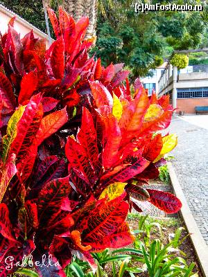 [P10] Ribeira Brava-parcul din fata primariei » foto by GabrielaG
 - 
<span class="allrVoted glyphicon glyphicon-heart hidden" id="av588035"></span>
<a class="m-l-10 hidden" id="sv588035" onclick="voting_Foto_DelVot(,588035,4289)" role="button">șterge vot <span class="glyphicon glyphicon-remove"></span></a>
<a id="v9588035" class=" c-red"  onclick="voting_Foto_SetVot(588035)" role="button"><span class="glyphicon glyphicon-heart-empty"></span> <b>LIKE</b> = Votează poza</a> <img class="hidden"  id="f588035W9" src="/imagini/loader.gif" border="0" /><span class="AjErrMes hidden" id="e588035ErM"></span>