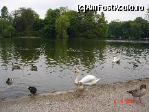 [P10] Lebede si rate pe lacul stadionului olimpic » foto by zpedro*
 - 
<span class="allrVoted glyphicon glyphicon-heart hidden" id="av94185"></span>
<a class="m-l-10 hidden" id="sv94185" onclick="voting_Foto_DelVot(,94185,4310)" role="button">șterge vot <span class="glyphicon glyphicon-remove"></span></a>
<a id="v994185" class=" c-red"  onclick="voting_Foto_SetVot(94185)" role="button"><span class="glyphicon glyphicon-heart-empty"></span> <b>LIKE</b> = Votează poza</a> <img class="hidden"  id="f94185W9" src="/imagini/loader.gif" border="0" /><span class="AjErrMes hidden" id="e94185ErM"></span>