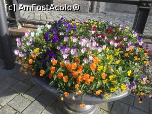 [P58] Si la tot pasul florile iti bucura privirea » foto by mishu
 - 
<span class="allrVoted glyphicon glyphicon-heart hidden" id="av962912"></span>
<a class="m-l-10 hidden" id="sv962912" onclick="voting_Foto_DelVot(,962912,4310)" role="button">șterge vot <span class="glyphicon glyphicon-remove"></span></a>
<a id="v9962912" class=" c-red"  onclick="voting_Foto_SetVot(962912)" role="button"><span class="glyphicon glyphicon-heart-empty"></span> <b>LIKE</b> = Votează poza</a> <img class="hidden"  id="f962912W9" src="/imagini/loader.gif" border="0" /><span class="AjErrMes hidden" id="e962912ErM"></span>