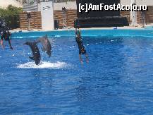 [P11] Delfinariu Oceanograf Valencia » foto by iulian.chiper
 - 
<span class="allrVoted glyphicon glyphicon-heart hidden" id="av42444"></span>
<a class="m-l-10 hidden" id="sv42444" onclick="voting_Foto_DelVot(,42444,4314)" role="button">șterge vot <span class="glyphicon glyphicon-remove"></span></a>
<a id="v942444" class=" c-red"  onclick="voting_Foto_SetVot(42444)" role="button"><span class="glyphicon glyphicon-heart-empty"></span> <b>LIKE</b> = Votează poza</a> <img class="hidden"  id="f42444W9" src="/imagini/loader.gif" border="0" /><span class="AjErrMes hidden" id="e42444ErM"></span>