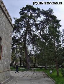 [P21] Castelul Iulia Hasdeu - gradina din spatele castelului - toti arborii au cate ceva ciudat in infatisare... » foto by cc_iordachescu
 - 
<span class="allrVoted glyphicon glyphicon-heart hidden" id="av55245"></span>
<a class="m-l-10 hidden" id="sv55245" onclick="voting_Foto_DelVot(,55245,4329)" role="button">șterge vot <span class="glyphicon glyphicon-remove"></span></a>
<a id="v955245" class=" c-red"  onclick="voting_Foto_SetVot(55245)" role="button"><span class="glyphicon glyphicon-heart-empty"></span> <b>LIKE</b> = Votează poza</a> <img class="hidden"  id="f55245W9" src="/imagini/loader.gif" border="0" /><span class="AjErrMes hidden" id="e55245ErM"></span>
