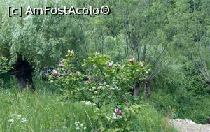 [P19] Magnolie înflorită la Prislop. » foto by maryka
 - 
<span class="allrVoted glyphicon glyphicon-heart hidden" id="av1299780"></span>
<a class="m-l-10 hidden" id="sv1299780" onclick="voting_Foto_DelVot(,1299780,4346)" role="button">șterge vot <span class="glyphicon glyphicon-remove"></span></a>
<a id="v91299780" class=" c-red"  onclick="voting_Foto_SetVot(1299780)" role="button"><span class="glyphicon glyphicon-heart-empty"></span> <b>LIKE</b> = Votează poza</a> <img class="hidden"  id="f1299780W9" src="/imagini/loader.gif" border="0" /><span class="AjErrMes hidden" id="e1299780ErM"></span>