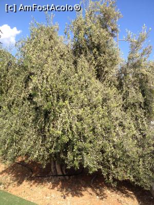 [P20] Maslinul de langa locul de fitness de la hotel » foto by ramonaV
 - 
<span class="allrVoted glyphicon glyphicon-heart hidden" id="av910305"></span>
<a class="m-l-10 hidden" id="sv910305" onclick="voting_Foto_DelVot(,910305,4356)" role="button">șterge vot <span class="glyphicon glyphicon-remove"></span></a>
<a id="v9910305" class=" c-red"  onclick="voting_Foto_SetVot(910305)" role="button"><span class="glyphicon glyphicon-heart-empty"></span> <b>LIKE</b> = Votează poza</a> <img class="hidden"  id="f910305W9" src="/imagini/loader.gif" border="0" /><span class="AjErrMes hidden" id="e910305ErM"></span>