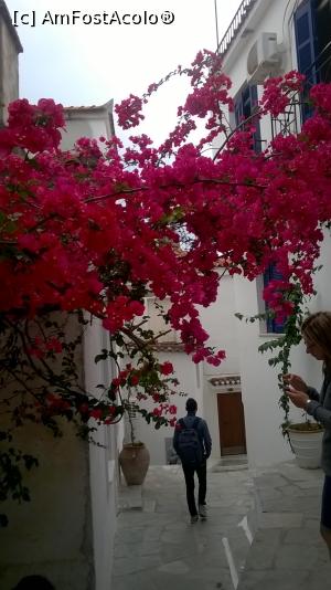 [P88] Pe străduțele înguste din Skiathos town, 2015.  » foto by maryka
 - 
<span class="allrVoted glyphicon glyphicon-heart hidden" id="av1061131"></span>
<a class="m-l-10 hidden" id="sv1061131" onclick="voting_Foto_DelVot(,1061131,4364)" role="button">șterge vot <span class="glyphicon glyphicon-remove"></span></a>
<a id="v91061131" class=" c-red"  onclick="voting_Foto_SetVot(1061131)" role="button"><span class="glyphicon glyphicon-heart-empty"></span> <b>LIKE</b> = Votează poza</a> <img class="hidden"  id="f1061131W9" src="/imagini/loader.gif" border="0" /><span class="AjErrMes hidden" id="e1061131ErM"></span>