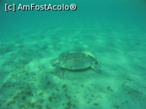 [P10] Snorkeling - broasca testoasa » foto by elenaadina
 - 
<span class="allrVoted glyphicon glyphicon-heart hidden" id="av1324128"></span>
<a class="m-l-10 hidden" id="sv1324128" onclick="voting_Foto_DelVot(,1324128,4365)" role="button">șterge vot <span class="glyphicon glyphicon-remove"></span></a>
<a id="v91324128" class=" c-red"  onclick="voting_Foto_SetVot(1324128)" role="button"><span class="glyphicon glyphicon-heart-empty"></span> <b>LIKE</b> = Votează poza</a> <img class="hidden"  id="f1324128W9" src="/imagini/loader.gif" border="0" /><span class="AjErrMes hidden" id="e1324128ErM"></span>