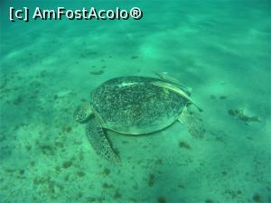 [P11] Snorkeling - broasca testoasa » foto by elenaadina
 - 
<span class="allrVoted glyphicon glyphicon-heart hidden" id="av1324129"></span>
<a class="m-l-10 hidden" id="sv1324129" onclick="voting_Foto_DelVot(,1324129,4365)" role="button">șterge vot <span class="glyphicon glyphicon-remove"></span></a>
<a id="v91324129" class=" c-red"  onclick="voting_Foto_SetVot(1324129)" role="button"><span class="glyphicon glyphicon-heart-empty"></span> <b>LIKE</b> = Votează poza</a> <img class="hidden"  id="f1324129W9" src="/imagini/loader.gif" border="0" /><span class="AjErrMes hidden" id="e1324129ErM"></span>