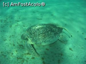 [P12] Snorkeling - broasca testoasa » foto by elenaadina
 - 
<span class="allrVoted glyphicon glyphicon-heart hidden" id="av1324130"></span>
<a class="m-l-10 hidden" id="sv1324130" onclick="voting_Foto_DelVot(,1324130,4365)" role="button">șterge vot <span class="glyphicon glyphicon-remove"></span></a>
<a id="v91324130" class=" c-red"  onclick="voting_Foto_SetVot(1324130)" role="button"><span class="glyphicon glyphicon-heart-empty"></span> <b>LIKE</b> = Votează poza</a> <img class="hidden"  id="f1324130W9" src="/imagini/loader.gif" border="0" /><span class="AjErrMes hidden" id="e1324130ErM"></span>