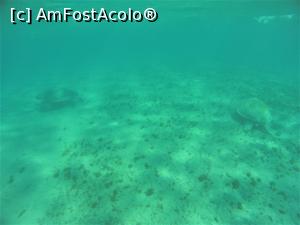 [P13] Snorkeling - doua broaste testoase » foto by elenaadina
 - 
<span class="allrVoted glyphicon glyphicon-heart hidden" id="av1324131"></span>
<a class="m-l-10 hidden" id="sv1324131" onclick="voting_Foto_DelVot(,1324131,4365)" role="button">șterge vot <span class="glyphicon glyphicon-remove"></span></a>
<a id="v91324131" class=" c-red"  onclick="voting_Foto_SetVot(1324131)" role="button"><span class="glyphicon glyphicon-heart-empty"></span> <b>LIKE</b> = Votează poza</a> <img class="hidden"  id="f1324131W9" src="/imagini/loader.gif" border="0" /><span class="AjErrMes hidden" id="e1324131ErM"></span>
