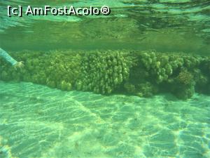 [P15] Snorkeling - in zona plajei de relaxare » foto by elenaadina
 - 
<span class="allrVoted glyphicon glyphicon-heart hidden" id="av1324133"></span>
<a class="m-l-10 hidden" id="sv1324133" onclick="voting_Foto_DelVot(,1324133,4365)" role="button">șterge vot <span class="glyphicon glyphicon-remove"></span></a>
<a id="v91324133" class=" c-red"  onclick="voting_Foto_SetVot(1324133)" role="button"><span class="glyphicon glyphicon-heart-empty"></span> <b>LIKE</b> = Votează poza</a> <img class="hidden"  id="f1324133W9" src="/imagini/loader.gif" border="0" /><span class="AjErrMes hidden" id="e1324133ErM"></span>