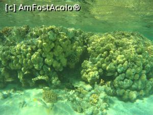[P17] Snorkeling - in zona plajei de relaxare » foto by elenaadina
 - 
<span class="allrVoted glyphicon glyphicon-heart hidden" id="av1324135"></span>
<a class="m-l-10 hidden" id="sv1324135" onclick="voting_Foto_DelVot(,1324135,4365)" role="button">șterge vot <span class="glyphicon glyphicon-remove"></span></a>
<a id="v91324135" class=" c-red"  onclick="voting_Foto_SetVot(1324135)" role="button"><span class="glyphicon glyphicon-heart-empty"></span> <b>LIKE</b> = Votează poza</a> <img class="hidden"  id="f1324135W9" src="/imagini/loader.gif" border="0" /><span class="AjErrMes hidden" id="e1324135ErM"></span>