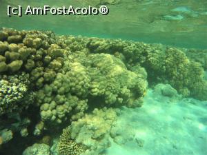 [P18] Snorkeling - in zona plajei de relaxare » foto by elenaadina
 - 
<span class="allrVoted glyphicon glyphicon-heart hidden" id="av1324136"></span>
<a class="m-l-10 hidden" id="sv1324136" onclick="voting_Foto_DelVot(,1324136,4365)" role="button">șterge vot <span class="glyphicon glyphicon-remove"></span></a>
<a id="v91324136" class=" c-red"  onclick="voting_Foto_SetVot(1324136)" role="button"><span class="glyphicon glyphicon-heart-empty"></span> <b>LIKE</b> = Votează poza</a> <img class="hidden"  id="f1324136W9" src="/imagini/loader.gif" border="0" /><span class="AjErrMes hidden" id="e1324136ErM"></span>