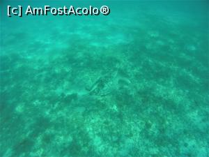 [P28] Snorkeling - broasca testoasa, » foto by elenaadina
 - 
<span class="allrVoted glyphicon glyphicon-heart hidden" id="av1324146"></span>
<a class="m-l-10 hidden" id="sv1324146" onclick="voting_Foto_DelVot(,1324146,4365)" role="button">șterge vot <span class="glyphicon glyphicon-remove"></span></a>
<a id="v91324146" class=" c-red"  onclick="voting_Foto_SetVot(1324146)" role="button"><span class="glyphicon glyphicon-heart-empty"></span> <b>LIKE</b> = Votează poza</a> <img class="hidden"  id="f1324146W9" src="/imagini/loader.gif" border="0" /><span class="AjErrMes hidden" id="e1324146ErM"></span>