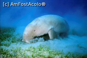 [P41] Dugong,Marsa Mubarak » foto by elenaadina
 - 
<span class="allrVoted glyphicon glyphicon-heart hidden" id="av1324159"></span>
<a class="m-l-10 hidden" id="sv1324159" onclick="voting_Foto_DelVot(,1324159,4365)" role="button">șterge vot <span class="glyphicon glyphicon-remove"></span></a>
<a id="v91324159" class=" c-red"  onclick="voting_Foto_SetVot(1324159)" role="button"><span class="glyphicon glyphicon-heart-empty"></span> <b>LIKE</b> = Votează poza</a> <img class="hidden"  id="f1324159W9" src="/imagini/loader.gif" border="0" /><span class="AjErrMes hidden" id="e1324159ErM"></span>