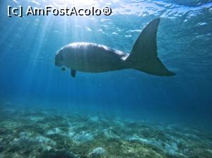 [P42] Dugong,Marsa Mubarak » foto by elenaadina
 - 
<span class="allrVoted glyphicon glyphicon-heart hidden" id="av1324160"></span>
<a class="m-l-10 hidden" id="sv1324160" onclick="voting_Foto_DelVot(,1324160,4365)" role="button">șterge vot <span class="glyphicon glyphicon-remove"></span></a>
<a id="v91324160" class=" c-red"  onclick="voting_Foto_SetVot(1324160)" role="button"><span class="glyphicon glyphicon-heart-empty"></span> <b>LIKE</b> = Votează poza</a> <img class="hidden"  id="f1324160W9" src="/imagini/loader.gif" border="0" /><span class="AjErrMes hidden" id="e1324160ErM"></span>